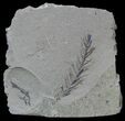Metasequoia (Dawn Redwood) Fossil - Montana #56866-1